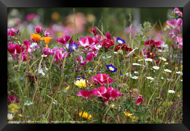 Wild Flower Meadow Framed Print by Alister Firth Photography