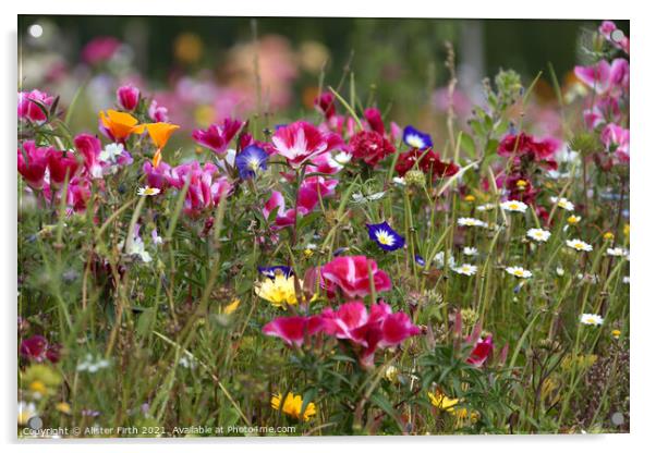 Wild Flower Meadow Acrylic by Alister Firth Photography