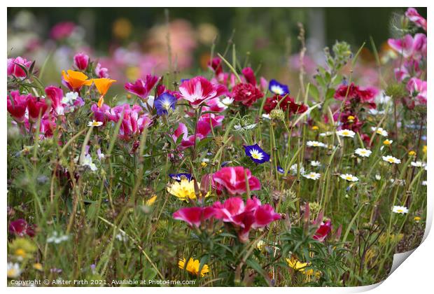 Wild Flower Meadow Print by Alister Firth Photography
