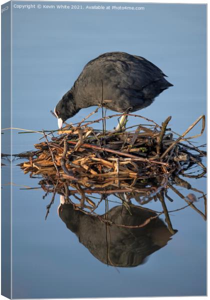 Coot building nest Canvas Print by Kevin White