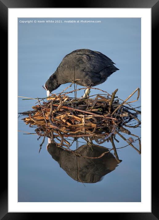 Coot building nest Framed Mounted Print by Kevin White