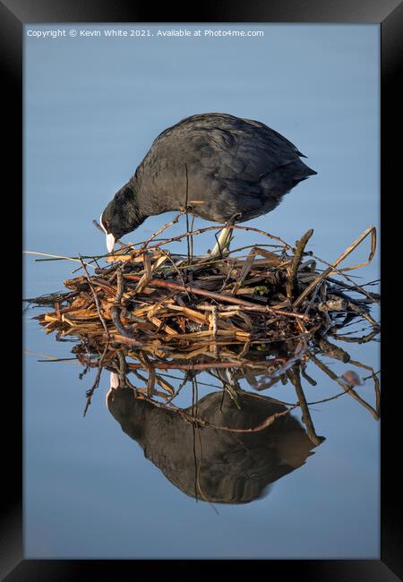 Coot building nest Framed Print by Kevin White