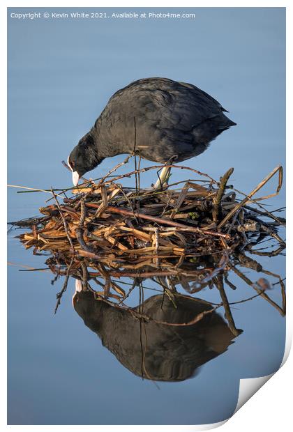 Coot building nest Print by Kevin White