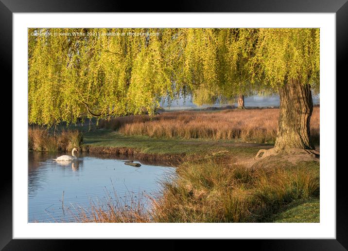 swan under a willow tree Framed Mounted Print by Kevin White