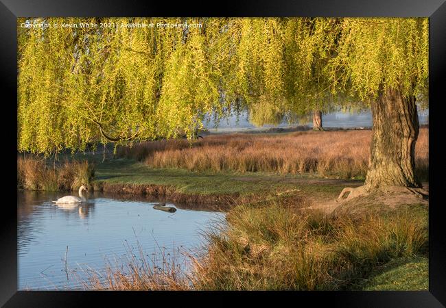 swan under a willow tree Framed Print by Kevin White