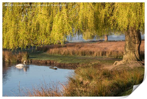 swan under a willow tree Print by Kevin White