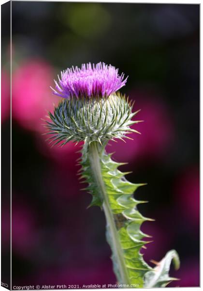 Scottish Thistle Canvas Print by Alister Firth Photography