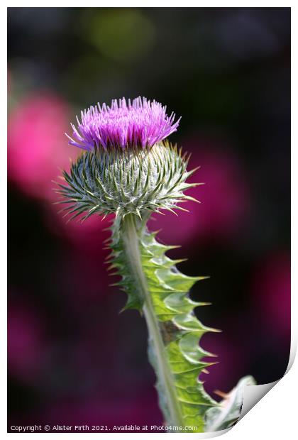 Scottish Thistle Print by Alister Firth Photography