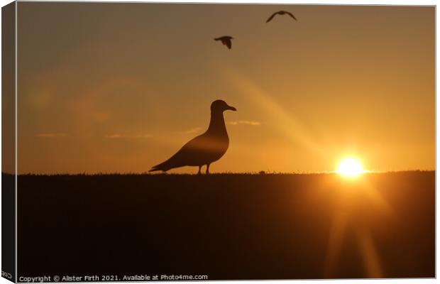Seagull sunset Canvas Print by Alister Firth Photography