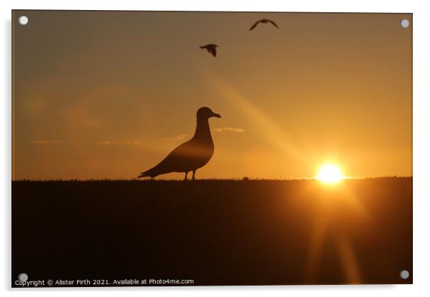 Seagull sunset Acrylic by Alister Firth Photography