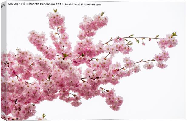 Beautiful Prunus Blossom Spray Canvas Print by Elizabeth Debenham