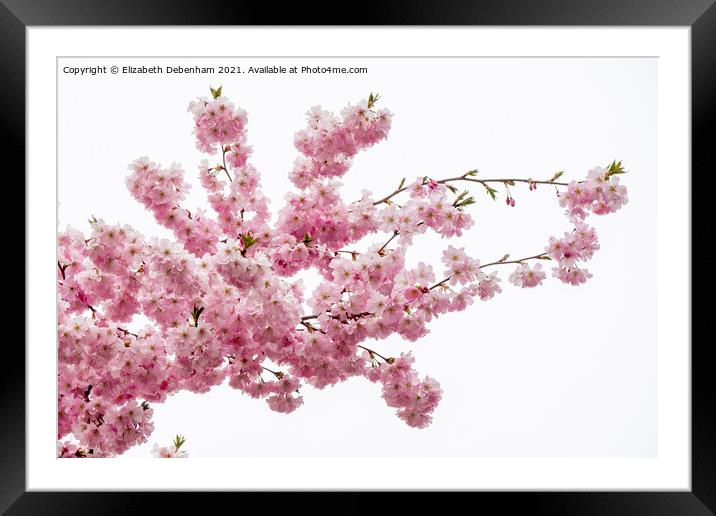 Beautiful Prunus Blossom Spray Framed Mounted Print by Elizabeth Debenham