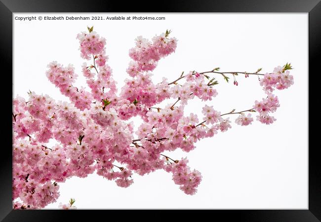 Beautiful Prunus Blossom Spray Framed Print by Elizabeth Debenham