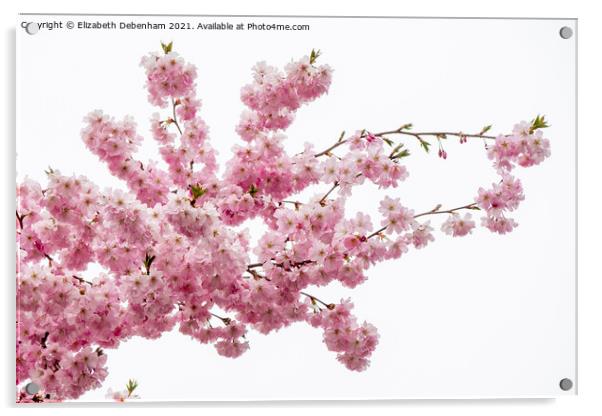 Beautiful Prunus Blossom Spray Acrylic by Elizabeth Debenham