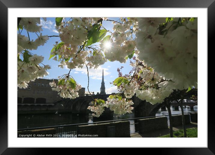Spring blossum  Framed Mounted Print by Alister Firth Photography