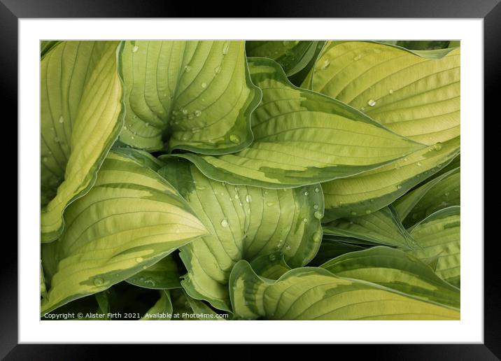 Rain drops on Hosta Framed Mounted Print by Alister Firth Photography