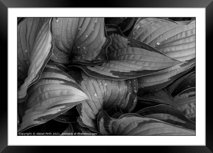 Raindrops on Hostas Framed Mounted Print by Alister Firth Photography
