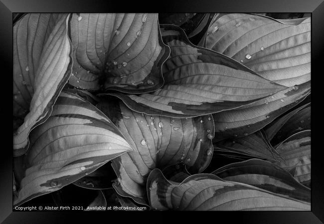 Raindrops on Hostas Framed Print by Alister Firth Photography