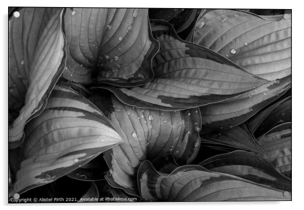 Raindrops on Hostas Acrylic by Alister Firth Photography