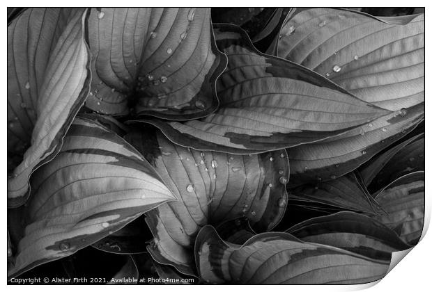 Raindrops on Hostas Print by Alister Firth Photography