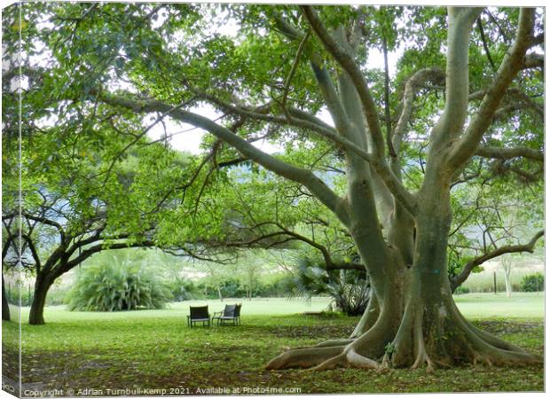 Wild fig tree, Mkuze, KwaZulu Natal, South Africa Canvas Print by Adrian Turnbull-Kemp