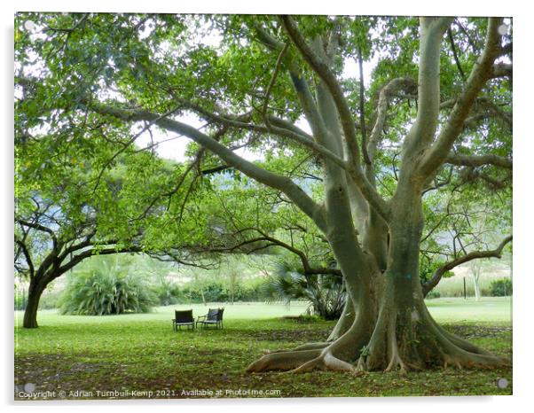 Wild fig tree, Mkuze, KwaZulu Natal, South Africa Acrylic by Adrian Turnbull-Kemp