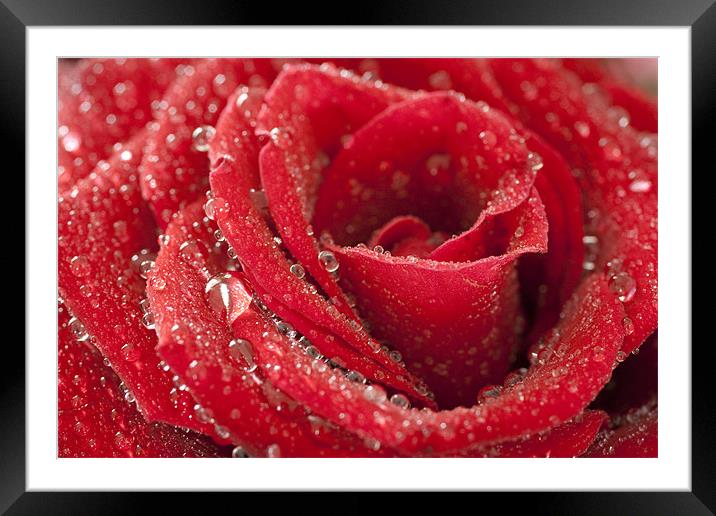 Rose Framed Mounted Print by Andreas Hartmann