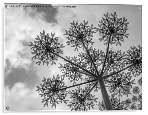Black and White Common Hogweed Acrylic by Elizabeth Debenham