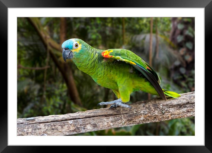 Turquoise-fronted Amazon Parrot Framed Mounted Print by Arterra 