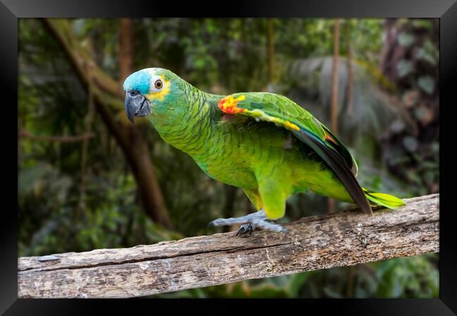Turquoise-fronted Amazon Parrot Framed Print by Arterra 
