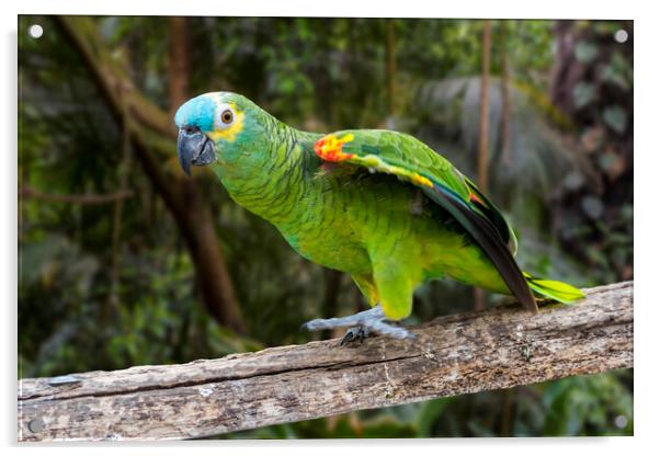 Turquoise-fronted Amazon Parrot Acrylic by Arterra 