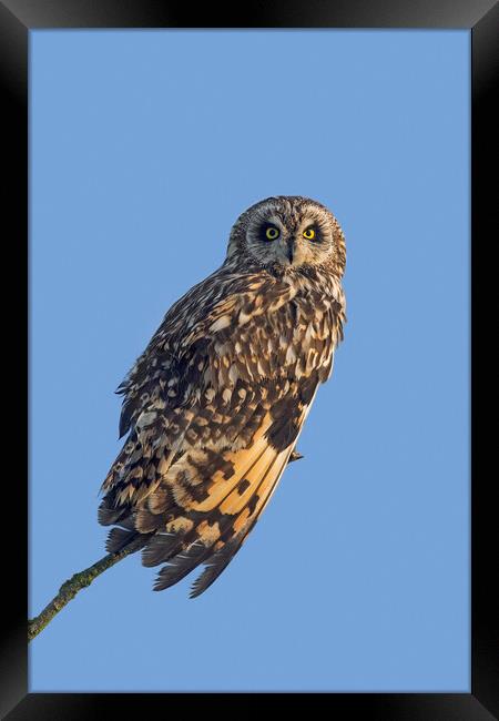 Short-Eared Owl  Framed Print by Arterra 