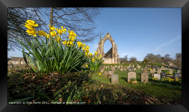 Daffodils in the spring sunshine at Bolton Abbey Estate. Framed Print by Chris North