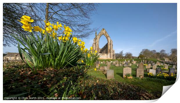 Daffodils in the spring sunshine at Bolton Abbey Estate. Print by Chris North