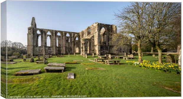 Daffodils in the spring sunshine at Bolton Abbey Estate. Canvas Print by Chris North