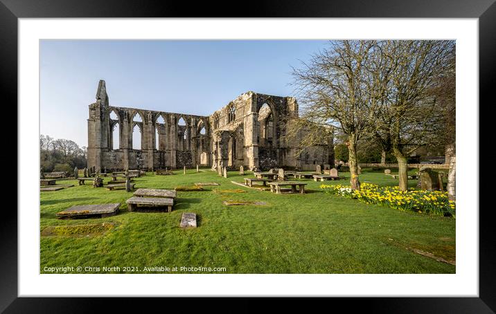 Daffodils in the spring sunshine at Bolton Abbey Estate. Framed Mounted Print by Chris North