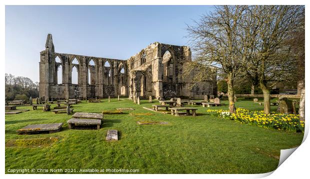 Daffodils in the spring sunshine at Bolton Abbey Estate. Print by Chris North