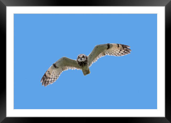 Short-Eared Owl in Flight Framed Mounted Print by Arterra 