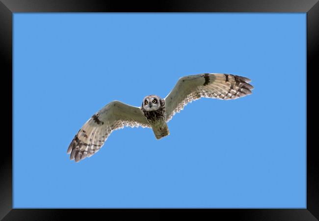 Short-Eared Owl in Flight Framed Print by Arterra 