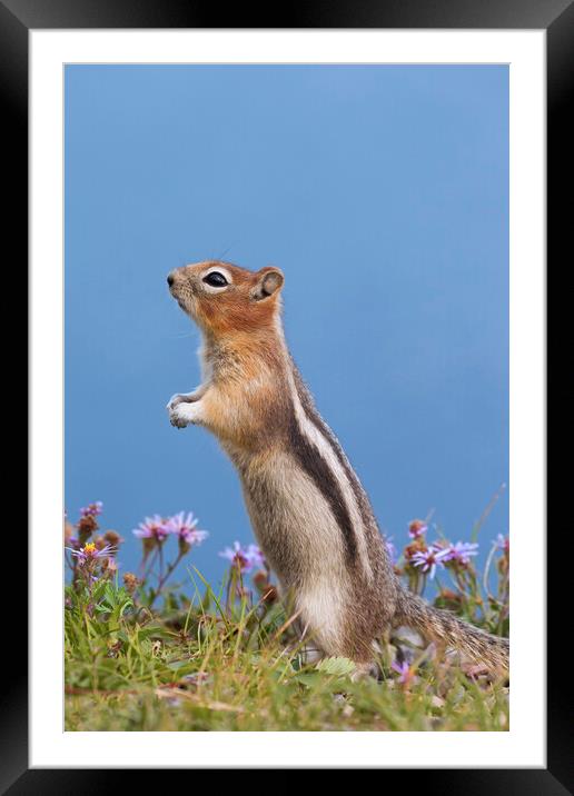 Golden-Mantled Ground Squirrel Framed Mounted Print by Arterra 