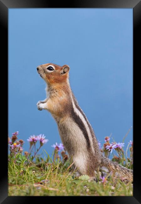 Golden-Mantled Ground Squirrel Framed Print by Arterra 