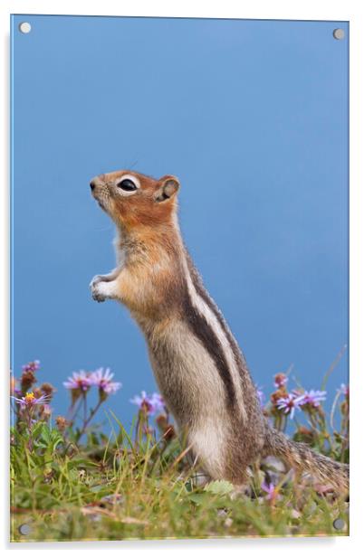 Golden-Mantled Ground Squirrel Acrylic by Arterra 