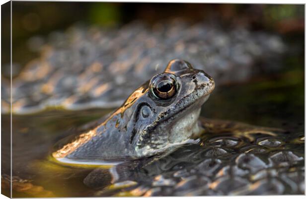 Common Brown Frog and Frogspawn Canvas Print by Arterra 