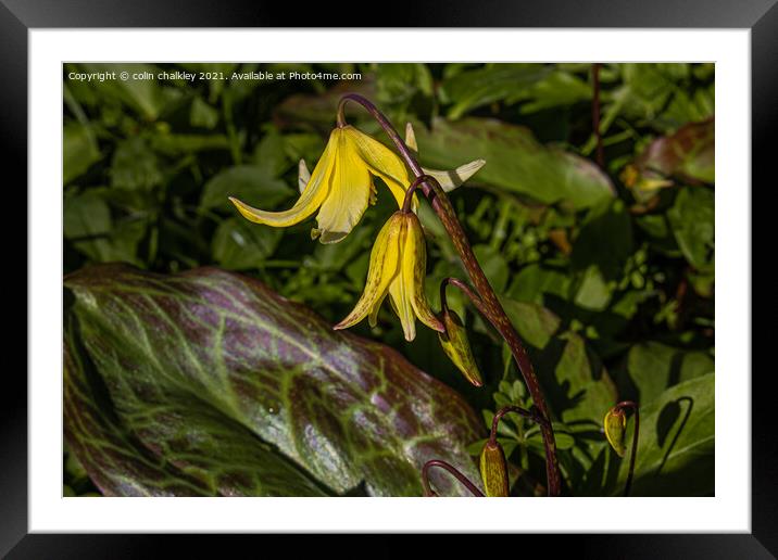 A Delicate Fawn Lily Emerges Framed Mounted Print by colin chalkley