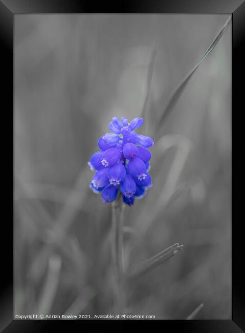 Grape hyacinth Framed Print by Adrian Rowley