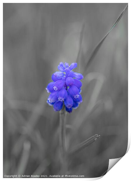 Grape hyacinth Print by Adrian Rowley