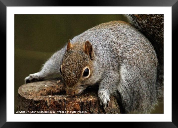 A squirrel feeding on a log Framed Mounted Print by Liann Whorwood