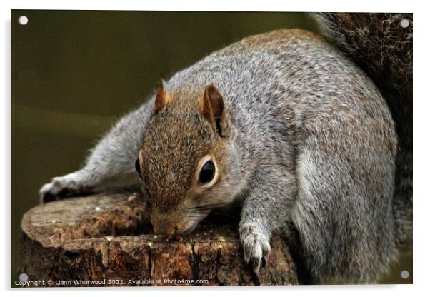 A squirrel feeding on a log Acrylic by Liann Whorwood