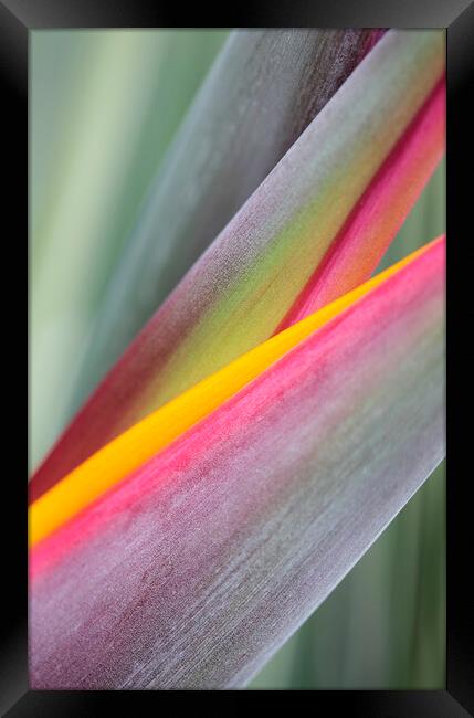 Bird of Paradise Flower Abstract Framed Print by Neil Overy