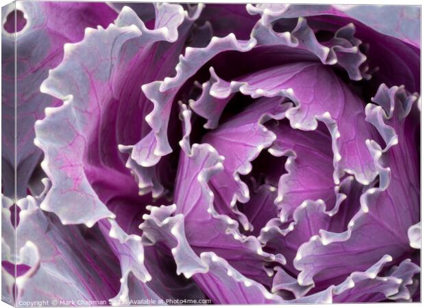 Abstract closeup of ornamental kale cabbage brassica leaves Canvas Print by Photimageon UK